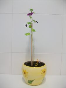 Adopted mallow plant